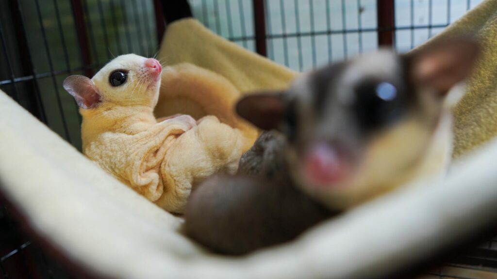 Cute sugar gliders resting in a hammock, showcasing their charming features in close-up.