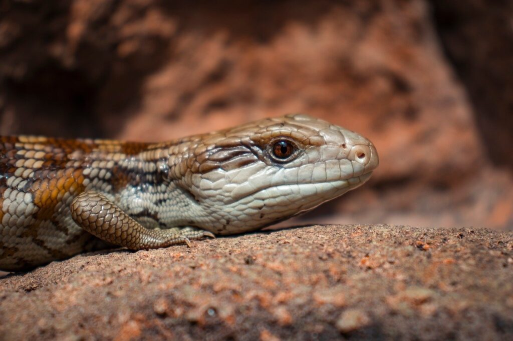 blue tongue lizard, blue tongue skink, skink, nature, blue tongue, lizard, reptile, animal