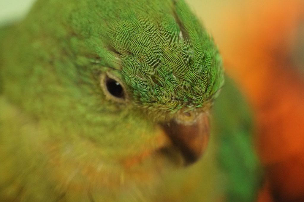 green bird close up