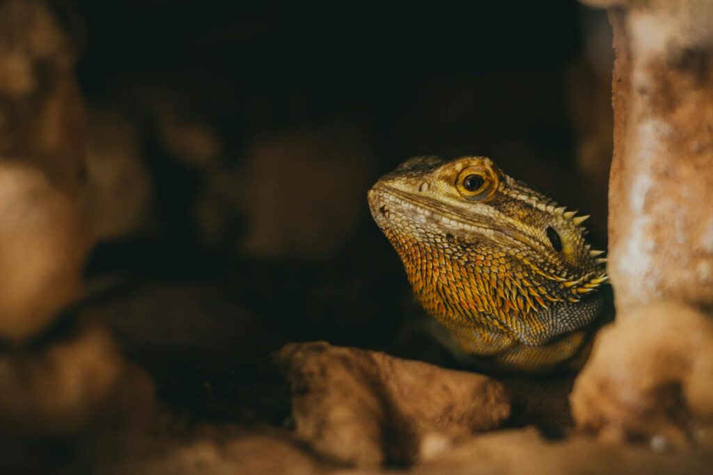 Intimate capture of a Bearded Dragon hiding among rocks, showcasing its detailed scales.