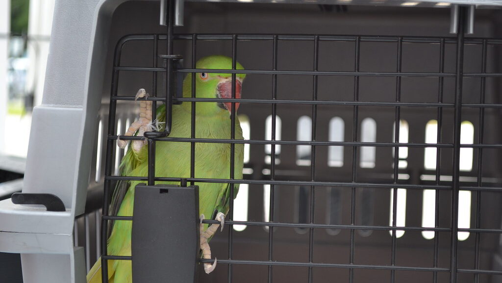 Exotic bird in a pet carrier