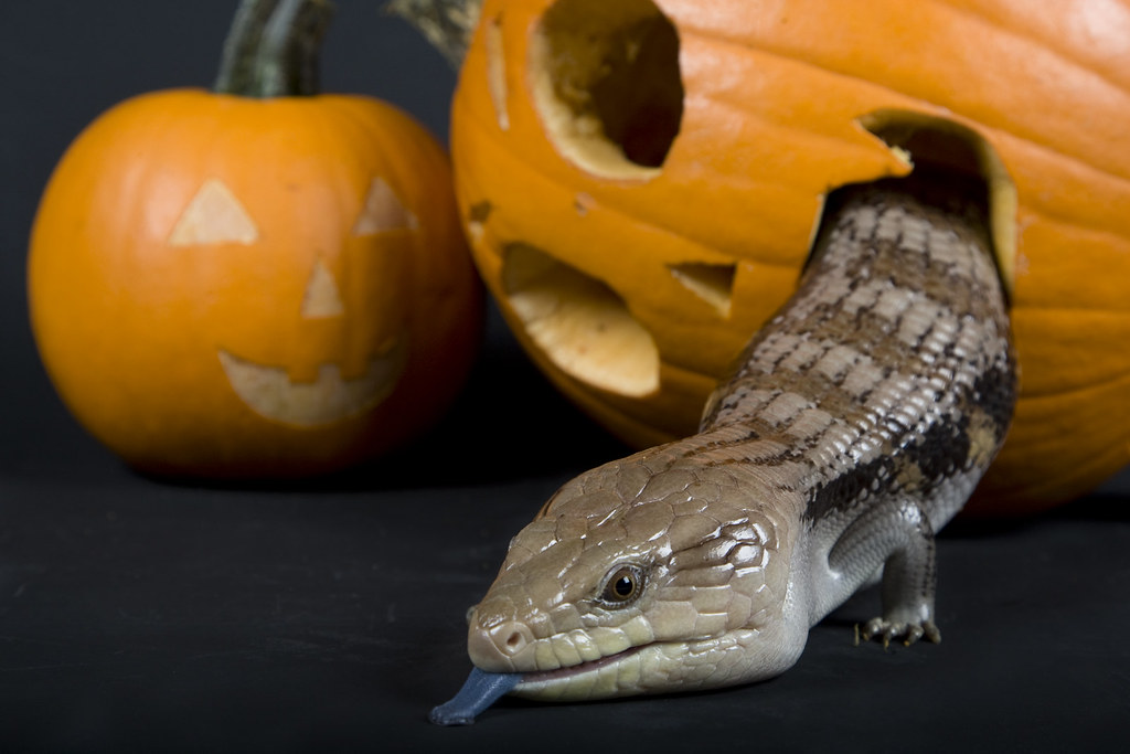 Blue-Tongued Skinks: Personable Lizards with Character