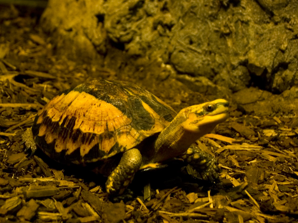 Housing Requirements for Box Turtles