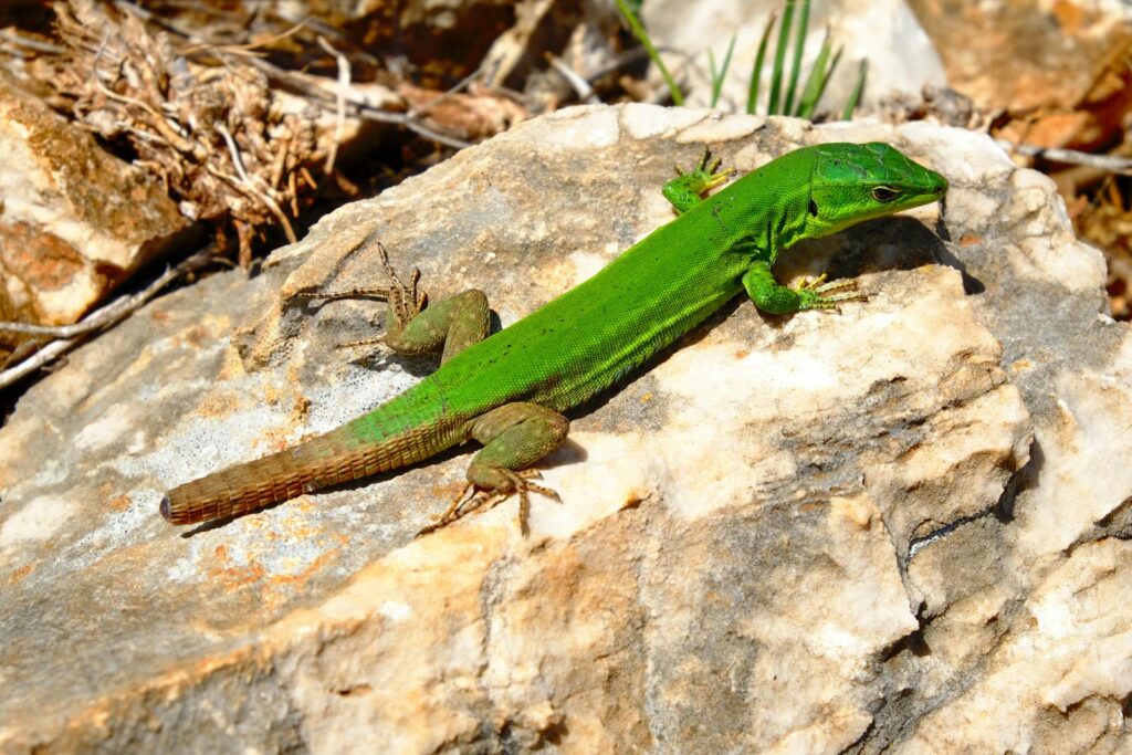 The Aftermath: Caring for a Lizard After Tail Loss