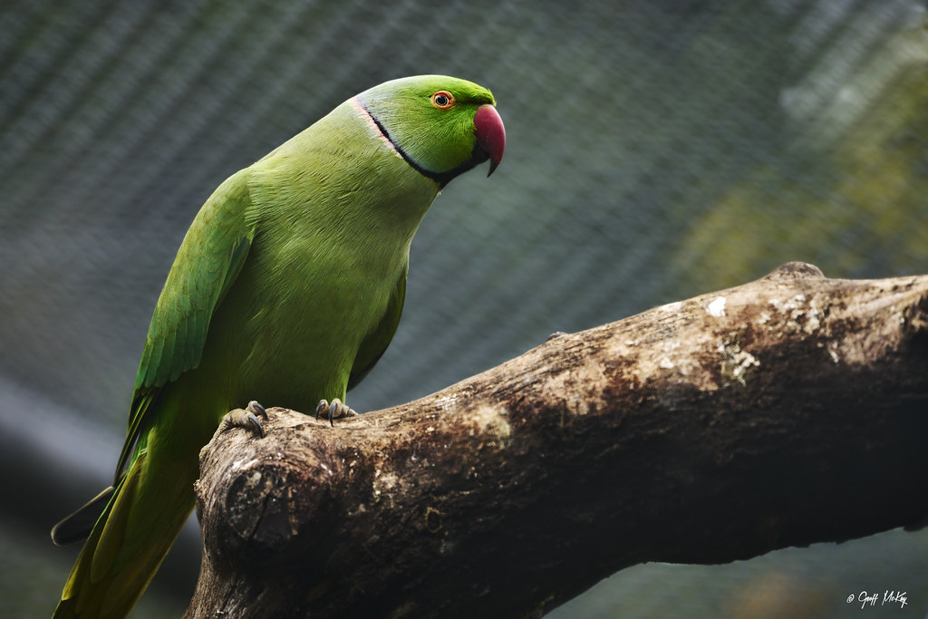 Indian Rose Ringed Parakeet on a branch