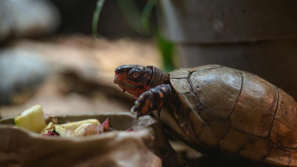 A detailed close-up of a tortoise enjoying a meal of fresh fruits in an indoor setting.