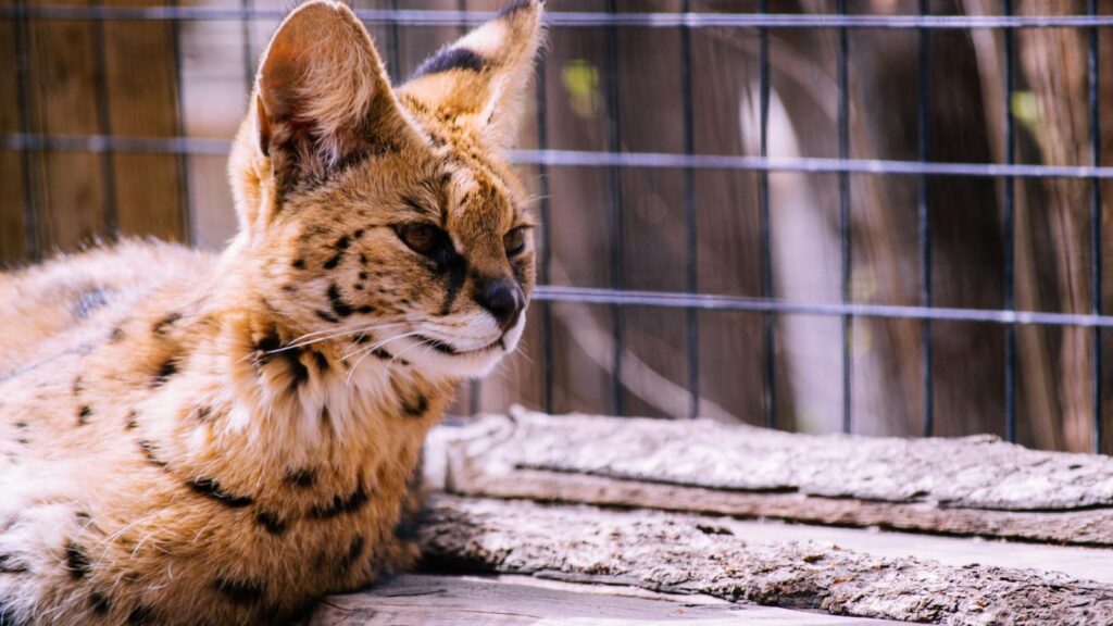 A striking serval cat resting in a natural setting, showcasing its distinct spotted coat and attentive eyes.