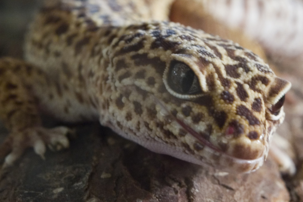 leopard gecko close up on a log