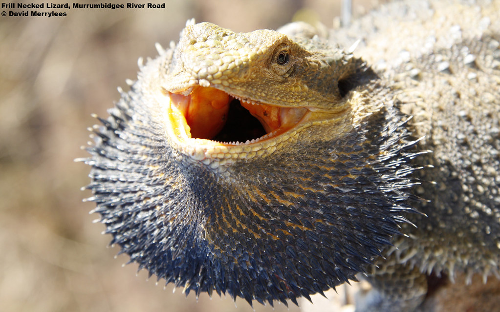 bearded dragon giving its threat display