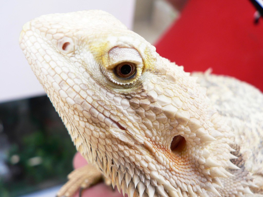 bearded dragon close up with a light coloration