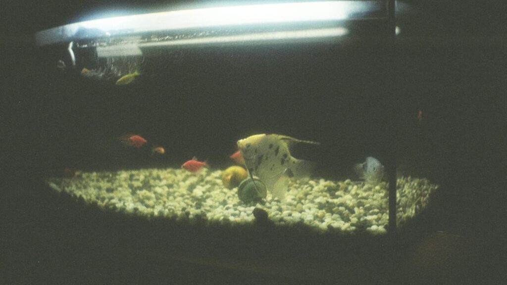 A tranquil aquarium scene featuring angelfish and colorful fish, captured in low light.
