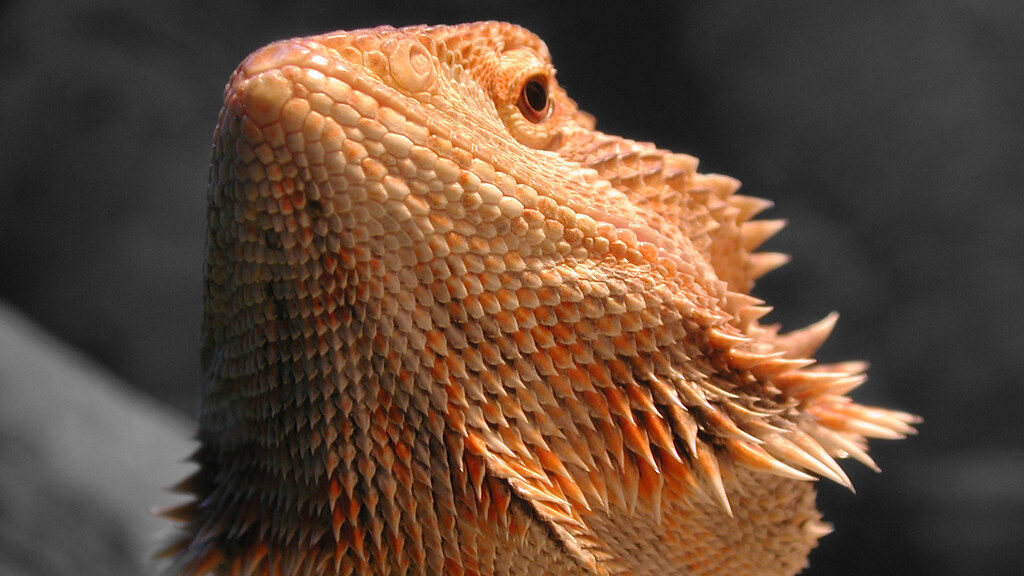 bearded dragon under its heat lamp