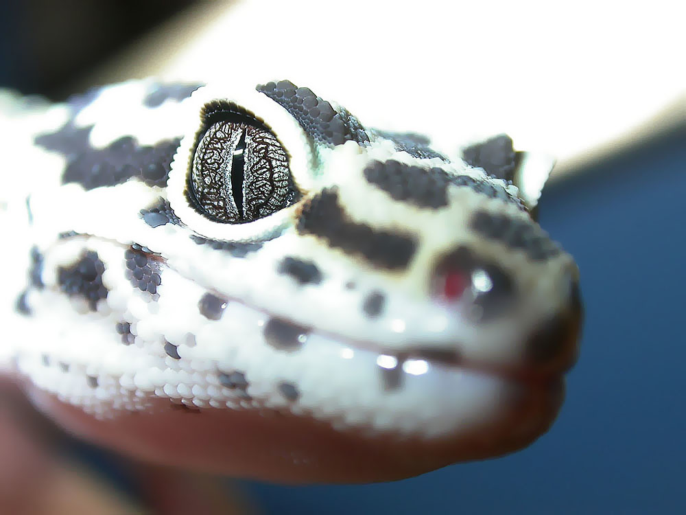 leopard gecko close up photography