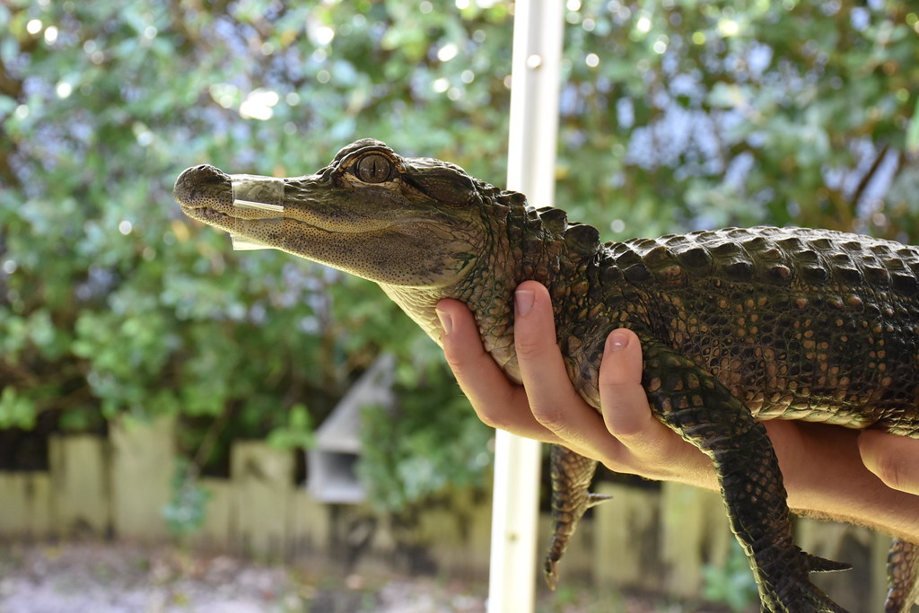 baby crocodile being held