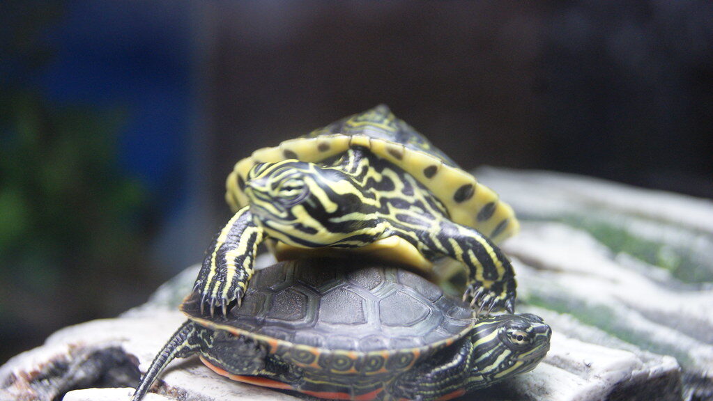 Yellow Belly Turtle & Red Belly Turtle
