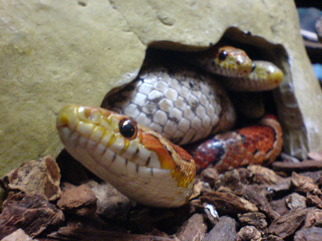Myth 6: Corn Snakes Will Escape and Infest Your Home