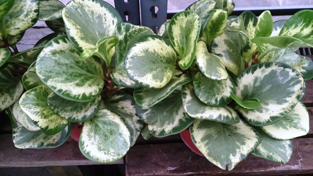 Pothos Alternatives: Safe Trailing Plants