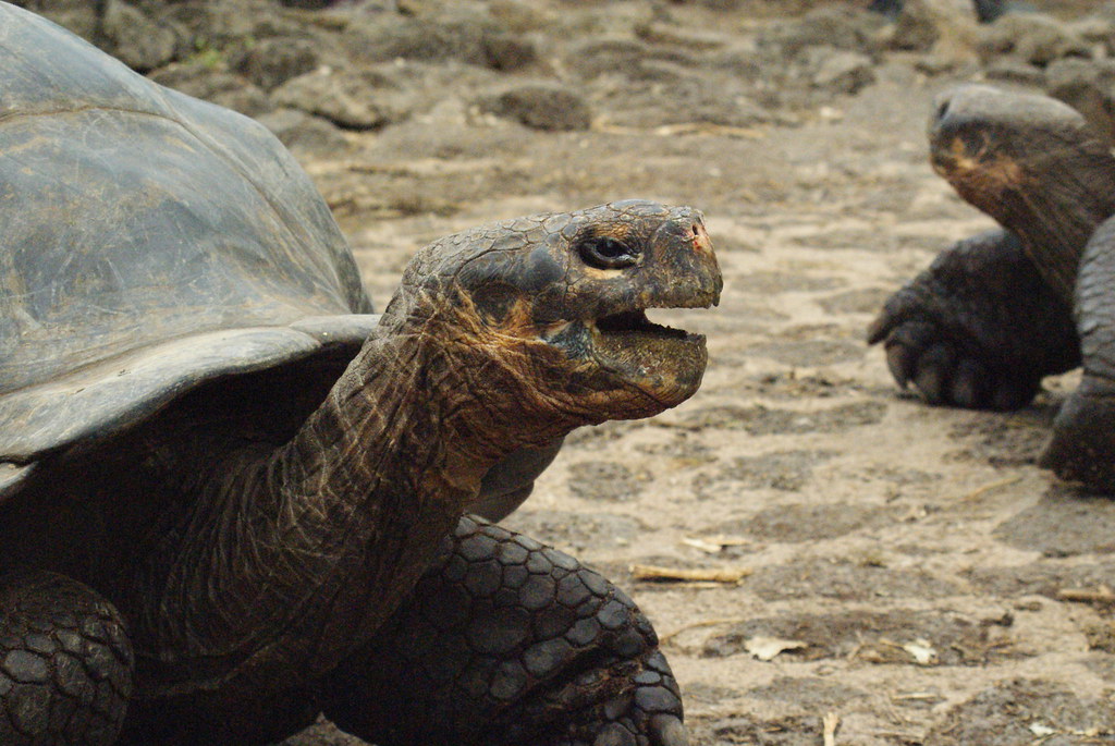 Galapagos tortoises (Chelonoidis nigra sp.) at the Charles Darwin Research Station, Santa Cruz, Galapagos Islands