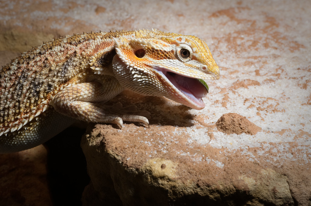bearded dragon opening its mouth