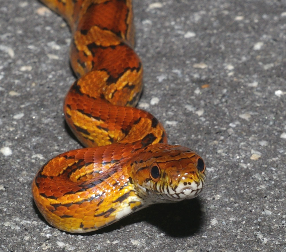 corn snake close up on gravel