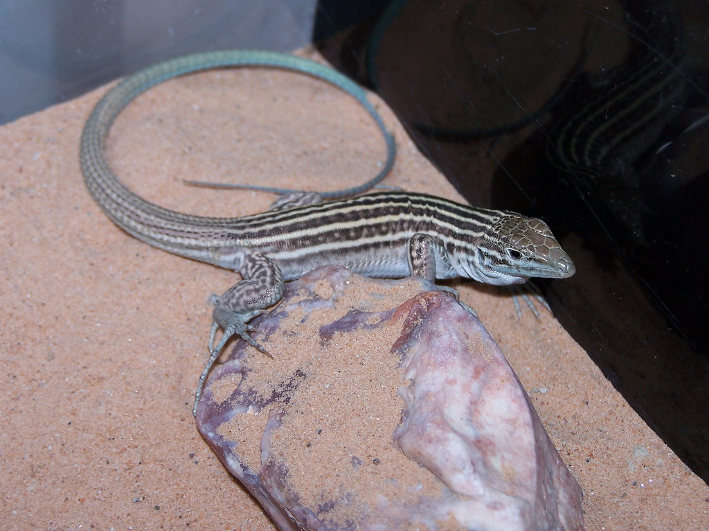 New Mexico Whiptail Lizard