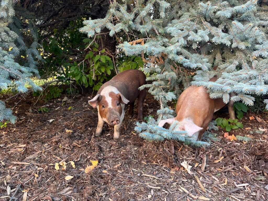two pigs in the woods