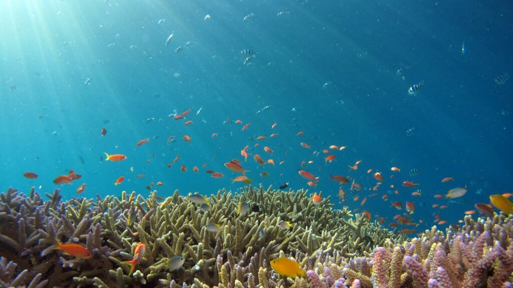 A vibrant coral reef teeming with colorful fish swimming in clear blue water with sunlight filtering through.