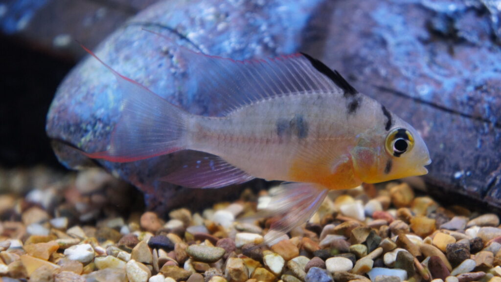 A Bolivian Ram fish with a silver body, yellow belly, and black markings swimming over gravel.