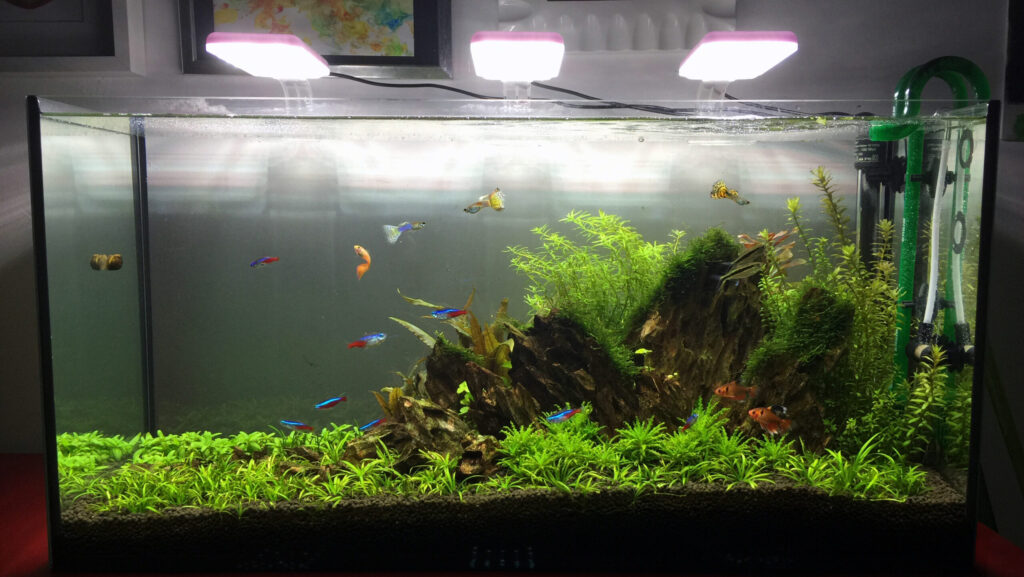 A planted freshwater aquarium with a diverse array of colorful fish, swimming among lush green plants and driftwood.