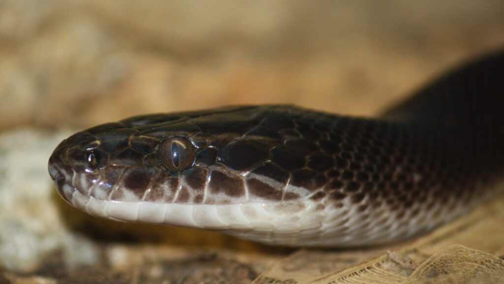 A close-up of a dark brown snake with a lighter brown and white speckled pattern around its mouth, resting on a textured surface.