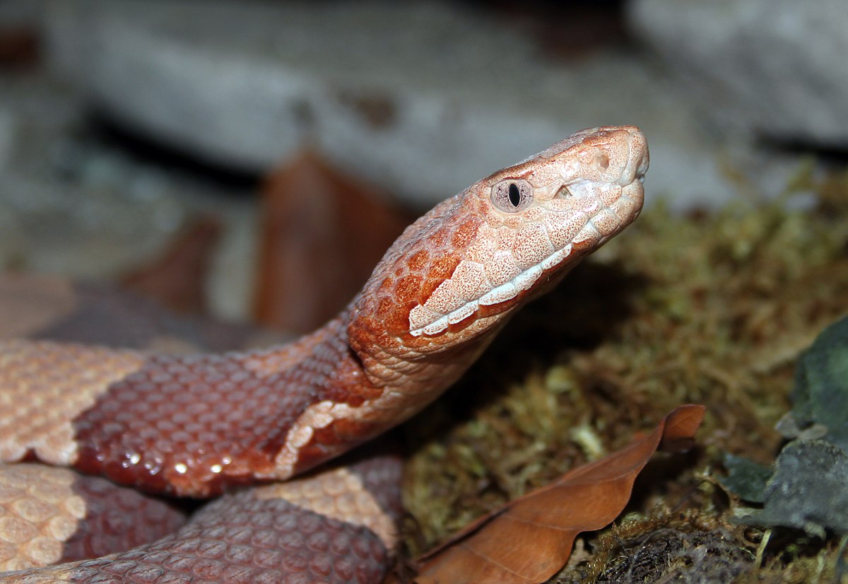 Copperhead (Agkistrodon contortrix)