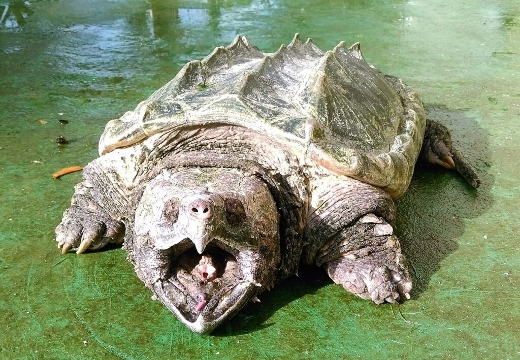 Alligator Snapping Turtle