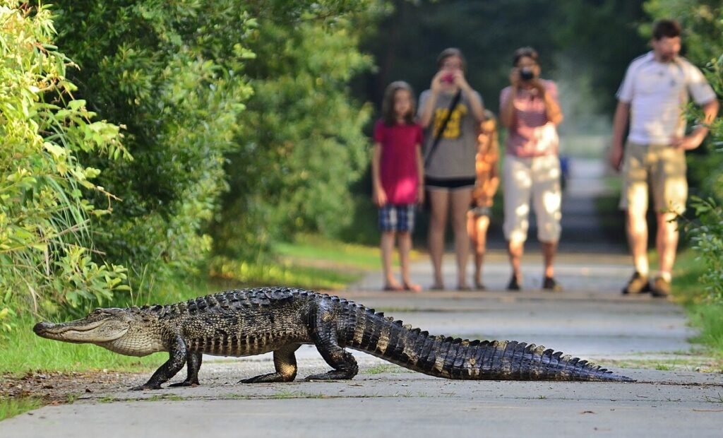 Conservation Implications of Behavioral Understanding
