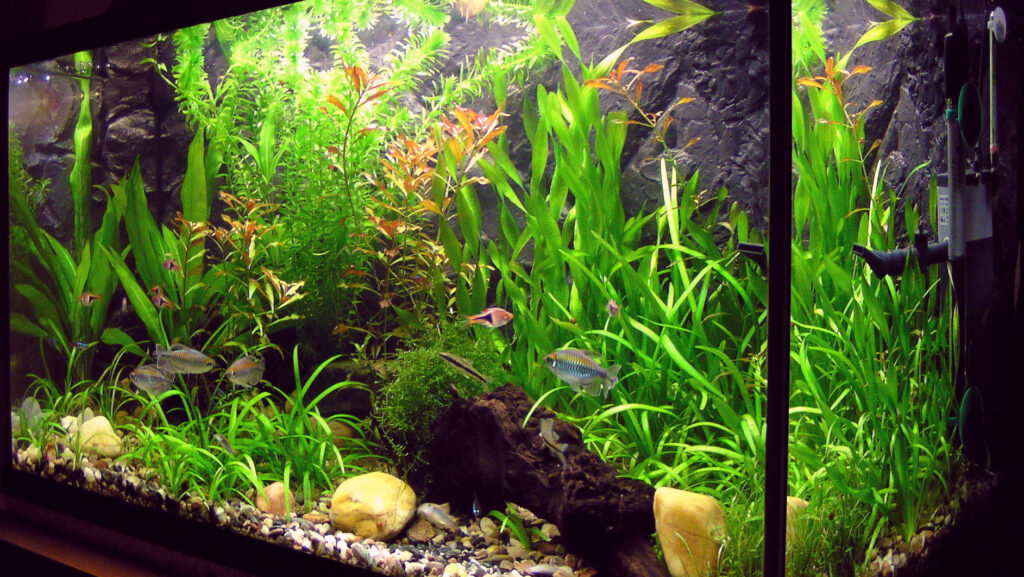 A thriving planted tank with dark substrate and a variety of aquatic plants, inhabited by several small fish species.