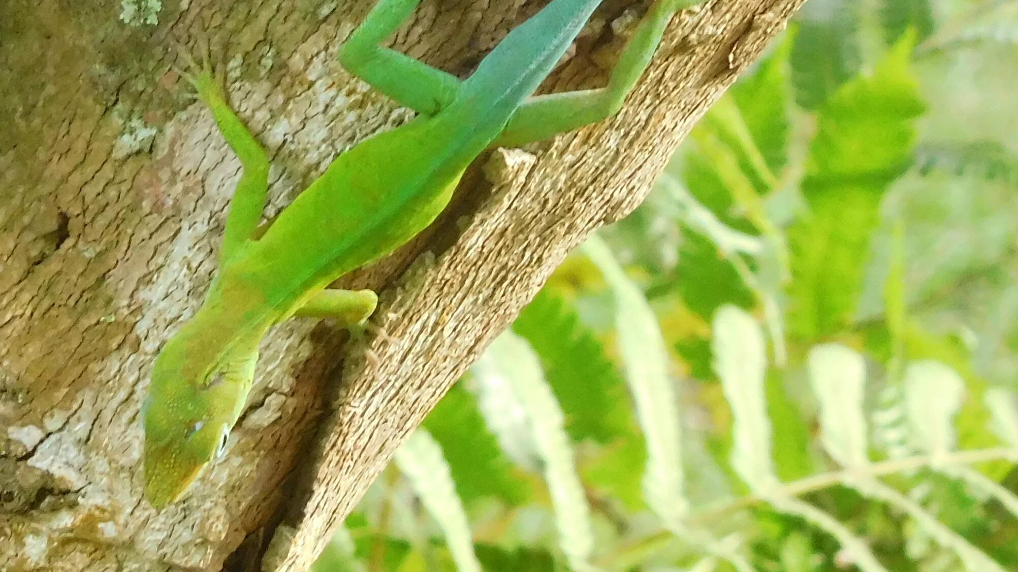 green Anolis
