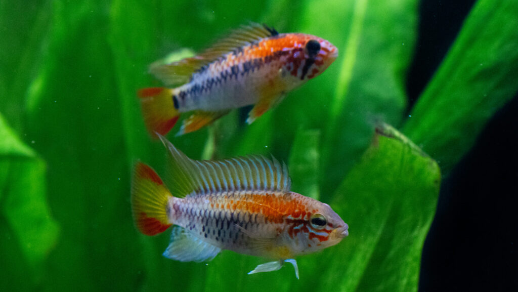 A pair of small fish with vibrant coloration and intricate patterns, swimming in a planted aquarium.