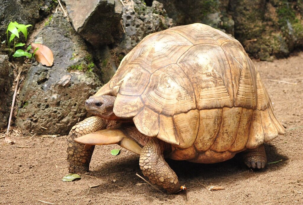 Ploughshare Tortoise (Astrochelys yniphora)