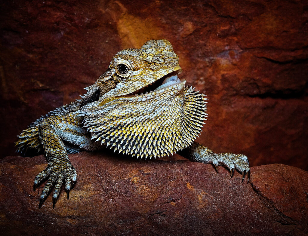 bearded dragon peering over a rock