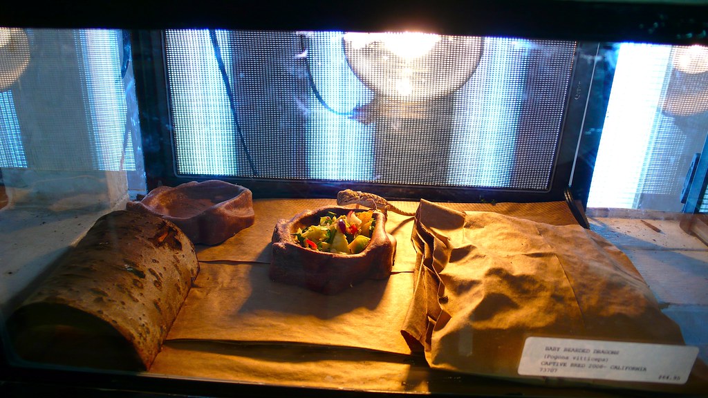 Understanding Reptile Housing Requirements