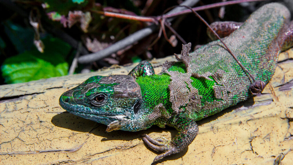 A vibrant green lizard with remnants of dull, shedding skin clinging to its body while on a textured log.