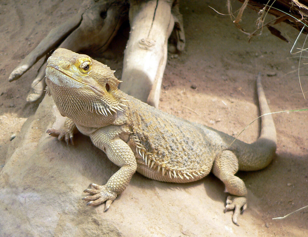 bearded dragon basking in the sun