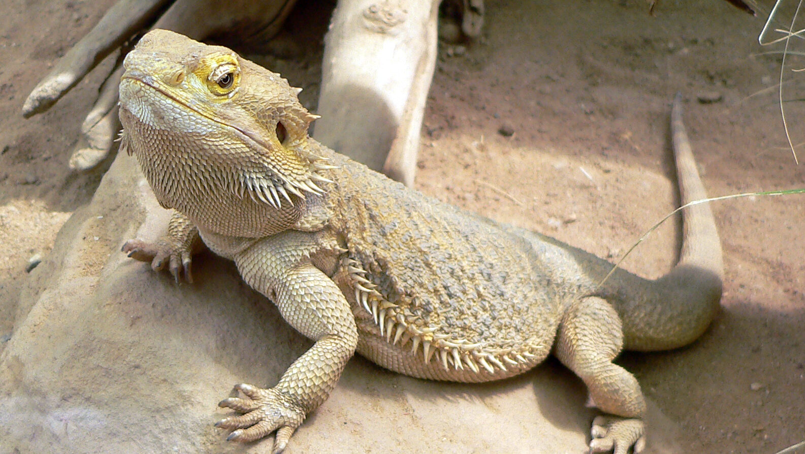 bearded dragon basking in the sun