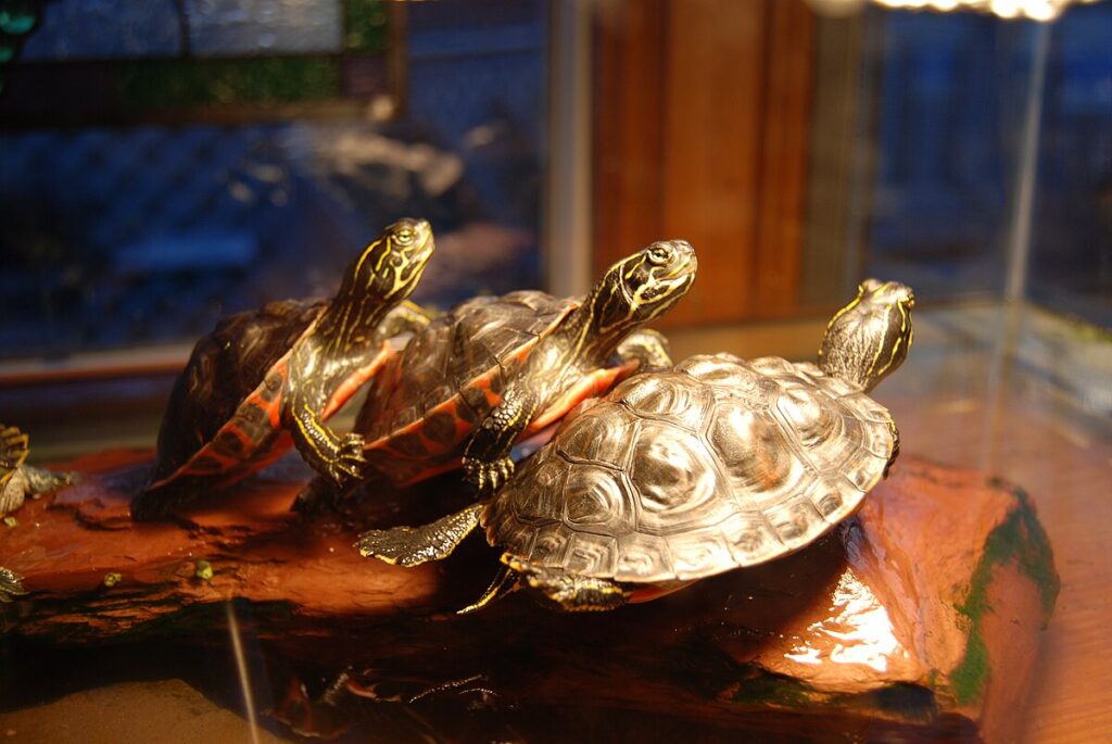 The Impact of Temperature and Lighting on Turtle Health