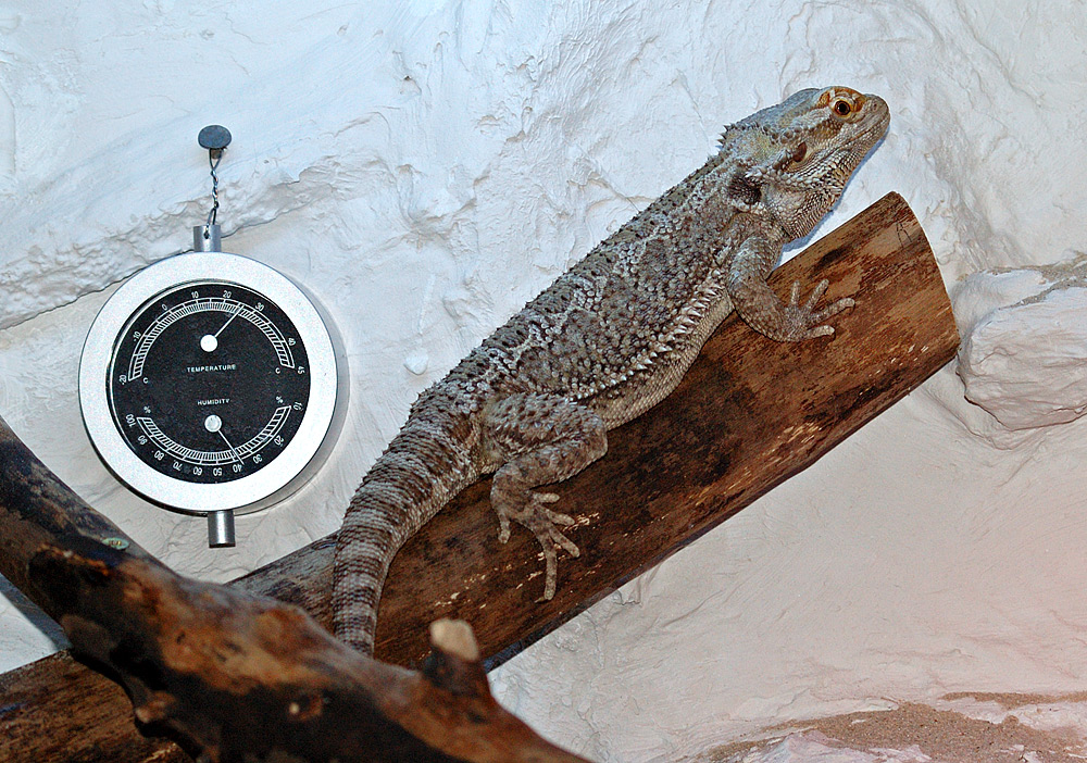 A bearded dragon with a temperature gauge in its enclosure that measures temperature and humidity