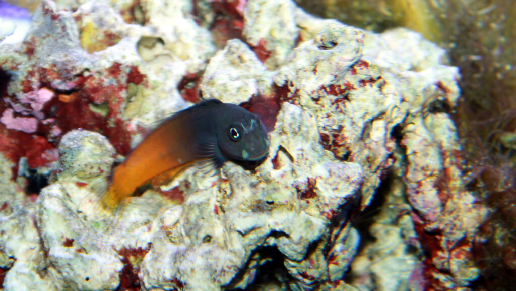 Bicolor Blenny with a dark grey front and vibrant orange back, swimming near textured coral.
