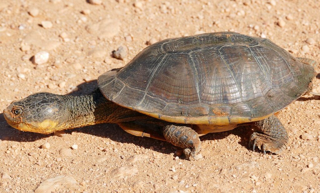 Big-headed Turtle