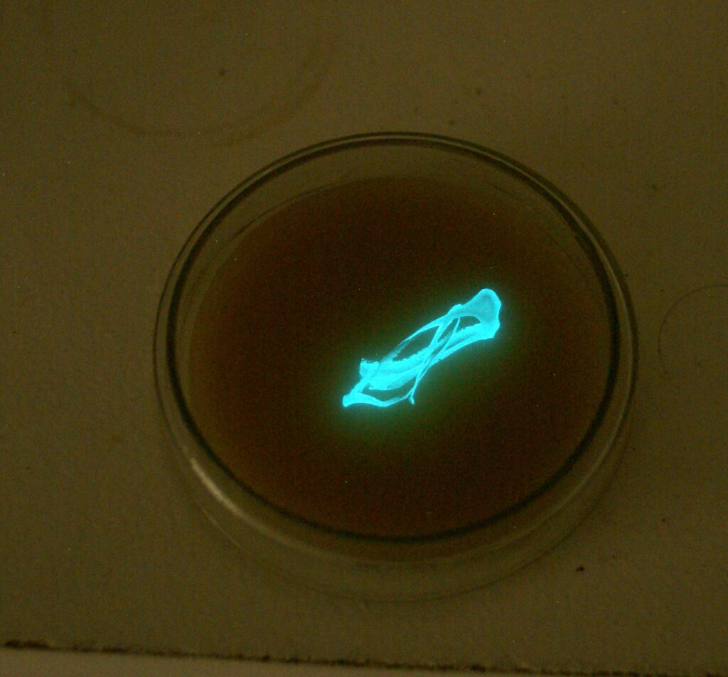 Bioluminescent bacteria
