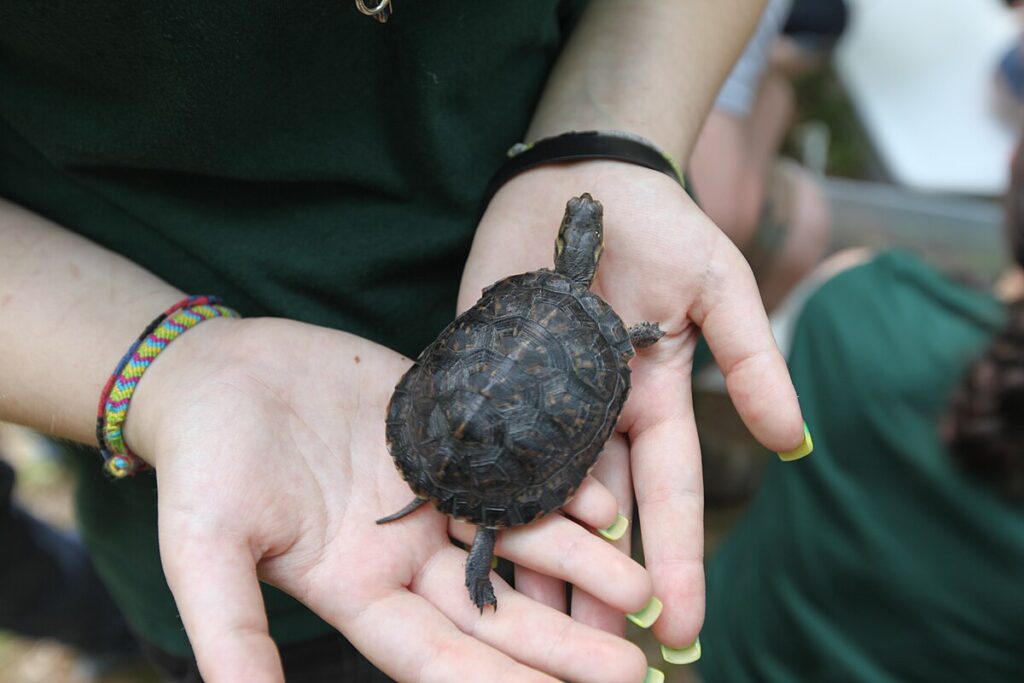 turtle