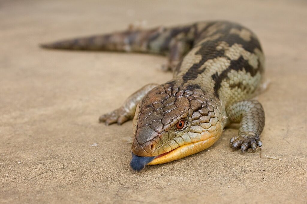 Omnivorous Lizard Feeding Guidelines