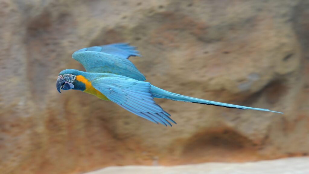 Blue and yellow macaw in mid-flight against a rocky background.